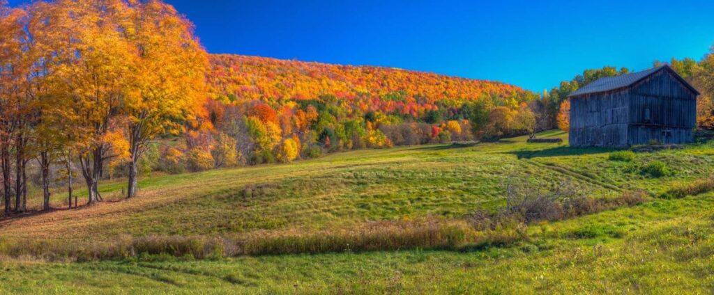 Fall Leaves