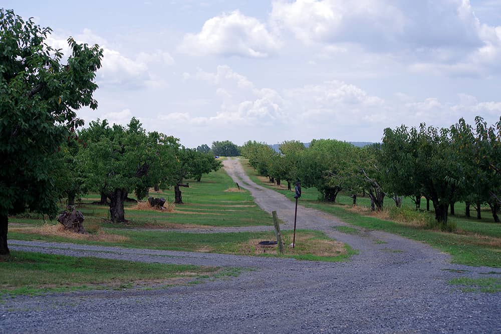 Trees at Strites Orchard in Hershey, PA